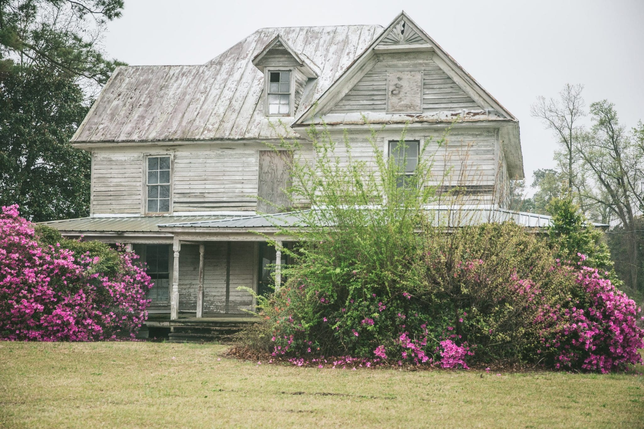 Abandoned farmhouse with beautiful azaleas